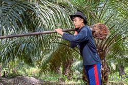 Jakarta’s commodities reality check