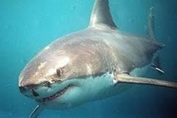 Shark kills diver off Western Australia
