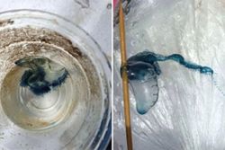 Thailand’s Krabi bans swimming in two national parks after jellyfish-like Portuguese man o’ war found