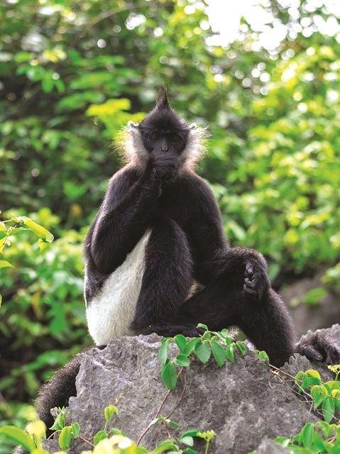 Delacour’s langurs are a source of pride for Ninh Binh Province and Vietnam. - Photo courtesy of Di San Trang An