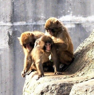 The two allegedly trespassed into the enclosure, where inter