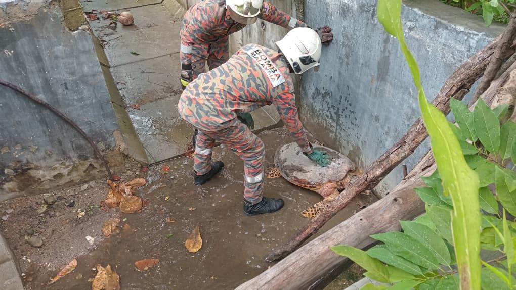 Firefighters rescued a Hawksbill turtle that became trapped 