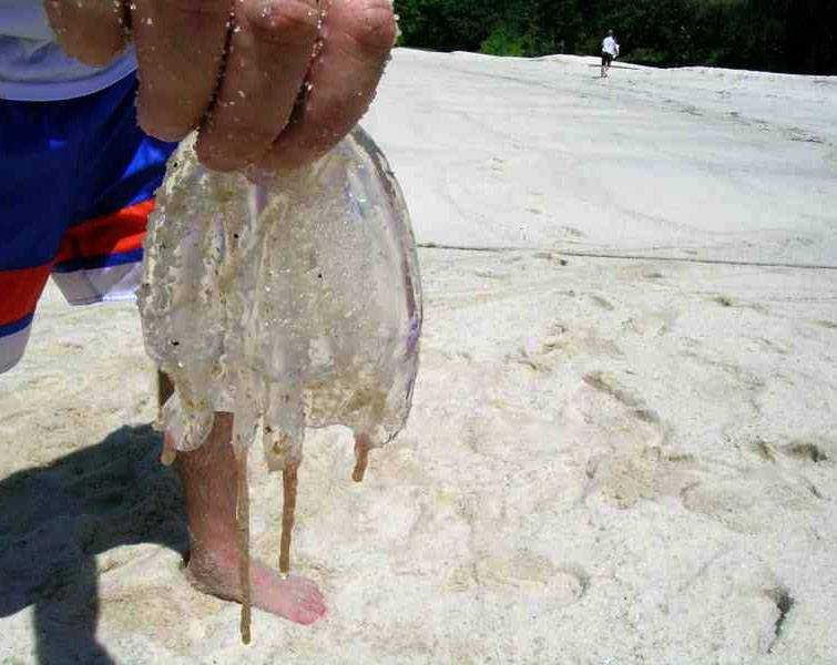 Those stung by jellyfish typically experienced skin redness 
