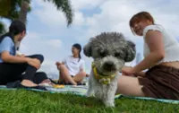 Hong Kong steps up random dog licence checks, warns owners of prosecutions