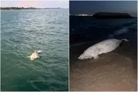 Dead dugong spotted at Singapore's Bedok Jetty; first recorded sighting since 2021
