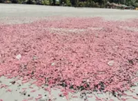Pink sea cucumbers wash ashore, turning Thailand's Rayong beach reddish-pink