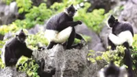 Vietnam's Ninh Binh, a home for endangered Delacour’s langur