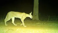 Rare caracal spotted in India's Kuno National Park after decades, boosting conservation success