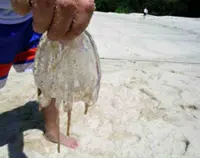 At least 31 stung by jellyfish at Pantai Bukit Keluang