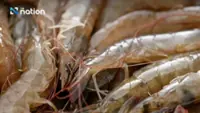 Thailand may raise Malaysia's shrimp import suspension at WTO and Asean
