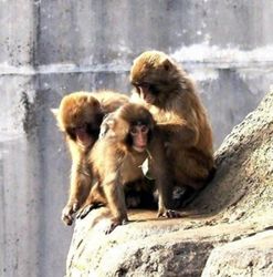 Two Americans fined ¥300,000 each for intruding into Punch’s enclosure at Chiba Prefecture Zoo