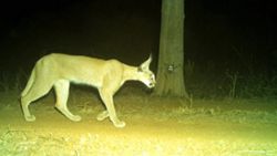 Rare caracal spotted in India's Kuno National Park after decades, boosting conservation success