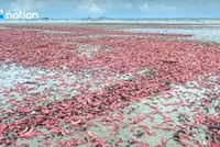 Pink marine mystery on beach