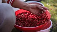 Finland jails businessman for trafficking Thai berry workers