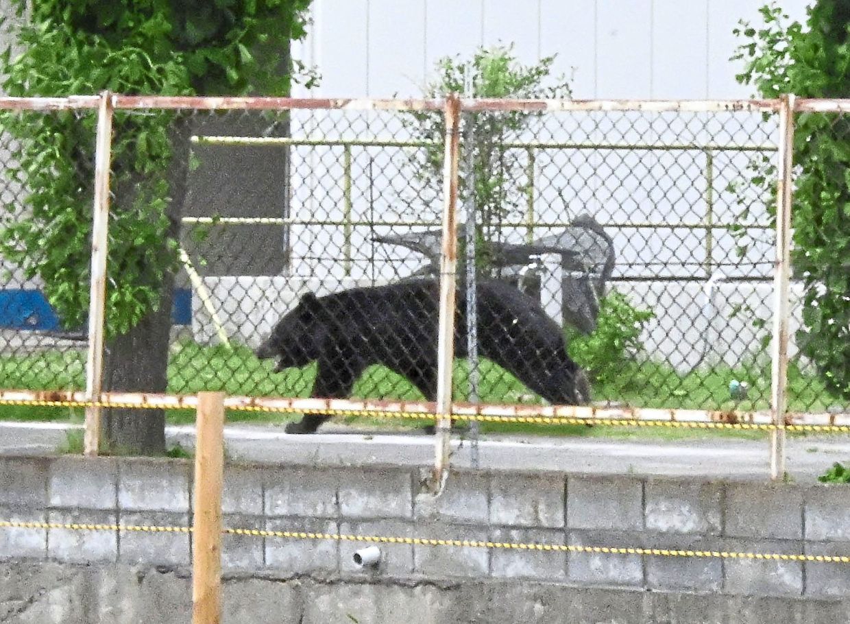 In recent years, Japan has seen more bear sightings and atta