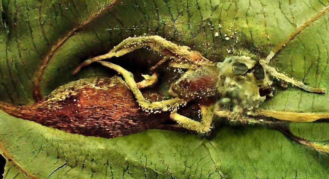 Leptobacillium geminatum sp. nov., a newly discovered entomopathogenic fungus, emerging from an infected spider (Araneae) in the tropical forests of Borneo.