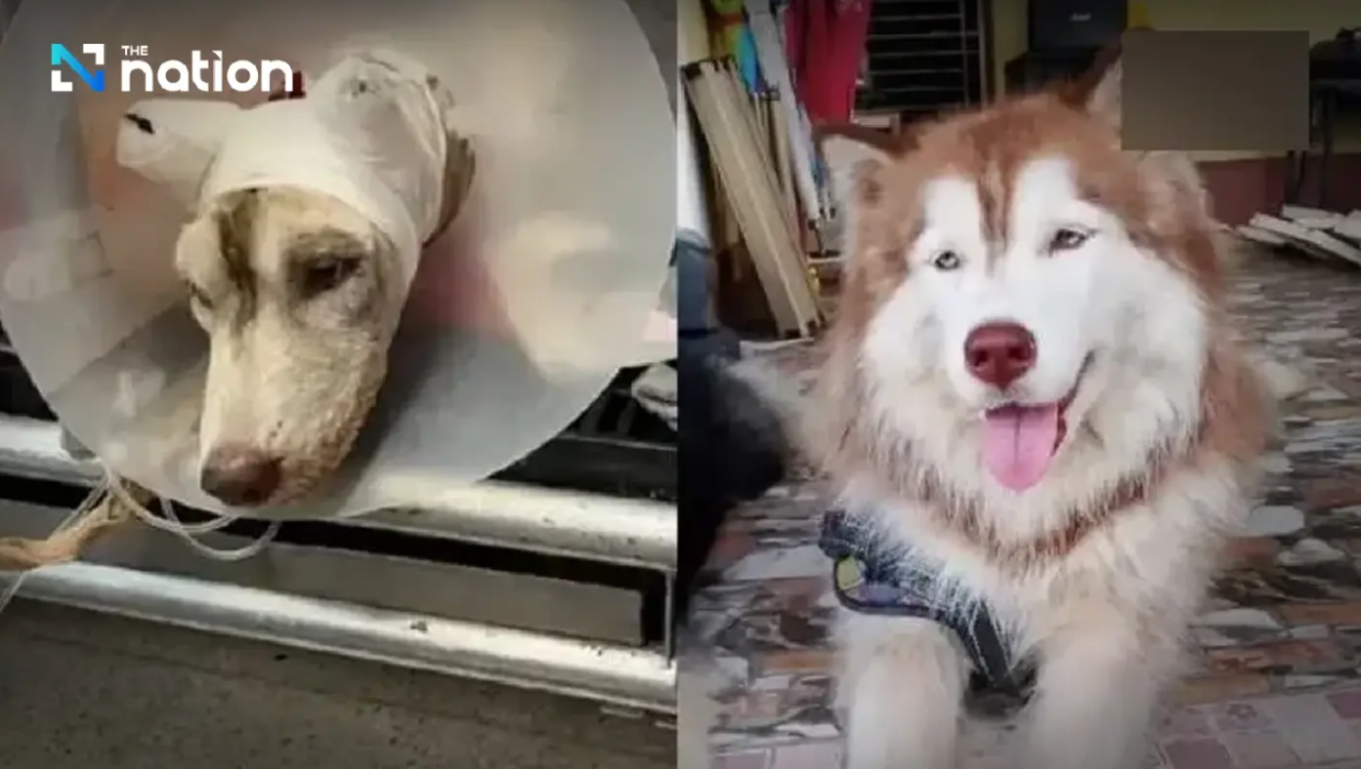 The animal rights group Watchdog Thailand Foundation critici