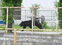 Mass school closures in city as bear roams streets