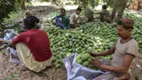 What’s eating Pakistan’s mangoes?