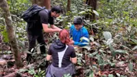 UMS identifies new ‘zombie fungus’ species in Sabah