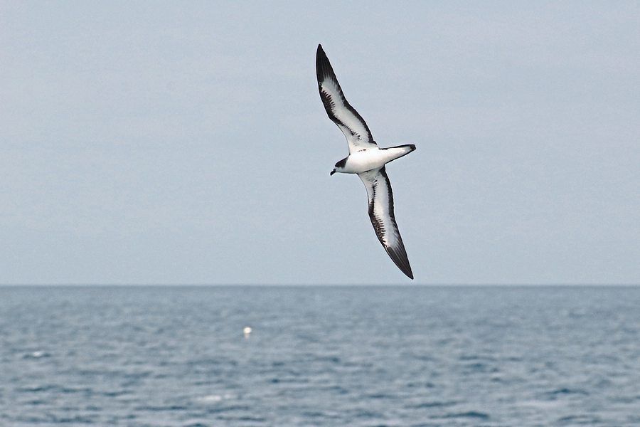 Seabird habitats are shrinking as the ocean heats up: study