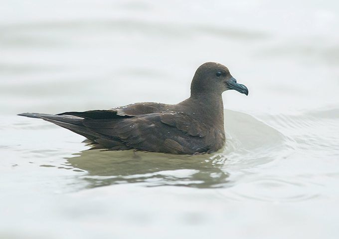 The Galapagos petrel (left) and the Jouanin petrel are among the species most at risk of extinction. — Wikimedia Commons