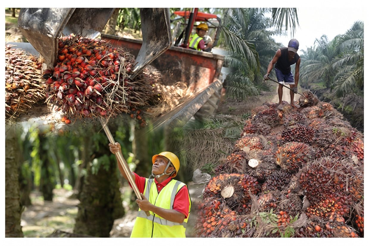 Palm oil stockpiles in Malaysia climbed at the fastest pace 