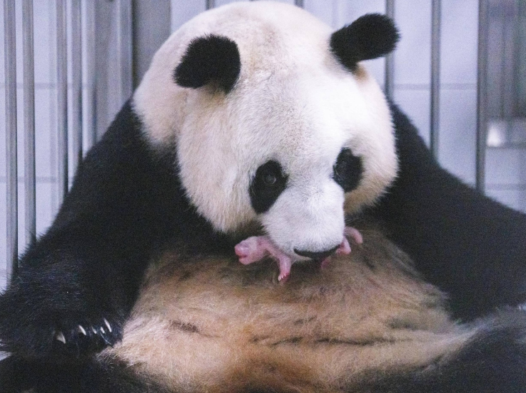A female giant panda at Everland has given birth to a health