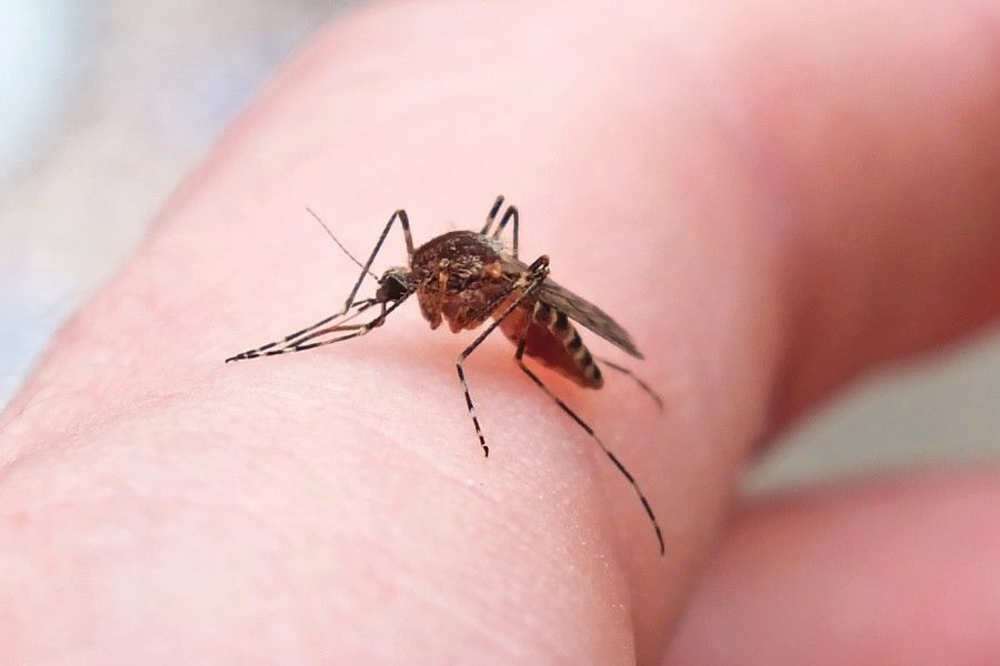 QuickCheck: Have mosquitoes made their way as far north as Iceland?