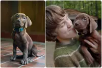 FIRST LOOK: ‘Scooby-Doo: Origins’ reveals its mystery-solving pup, and he’s a very good boy