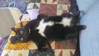 Katz Tales: Dealing with a cat who is losing his bum fur