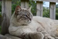 What to know about your pet cat's anal glands