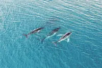 Two humpback whales set records swimming between Australia and Brazil