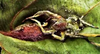 New fungi species highlight Borneo’s biodiversity 