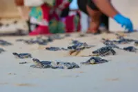 Over 757,800 baby turtles released to sea in T’ganu