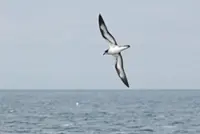 Seabird habitats are shrinking as the ocean heats up: study