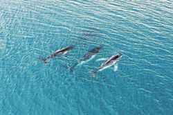 Two humpback whales set records swimming between Australia and Brazil