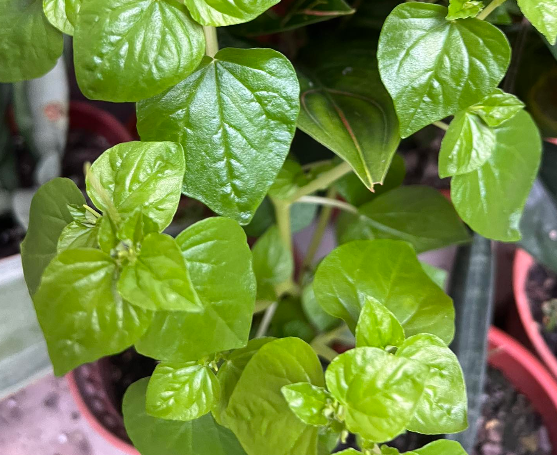 Peperomia pellucida, known as pancit-pancitan in Tagalog, is believe to lower uric acid and relieve arthritis. - Instagram photo