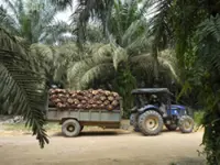 Palm oil reserves jump most in five months