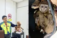 Live gibbons saved from smuggler at KLIA