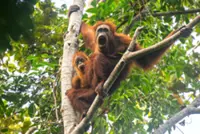 Deadly Indonesia floods wiped out at least 7% of rare orangutan population, report says