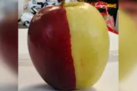One in a million: Half-red, half-yellow apple draws crowds to New Zealand store