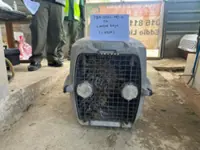 A prickly situation: Authorities nabs unlicensed wildlife owner, confiscate animals