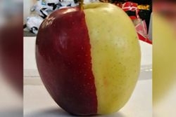 One in a million: Half-red, half-yellow apple draws crowds to New Zealand store
