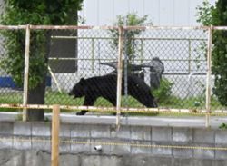 Japan sees rising bear attacks, 27 injured or killed across nine prefectures: media