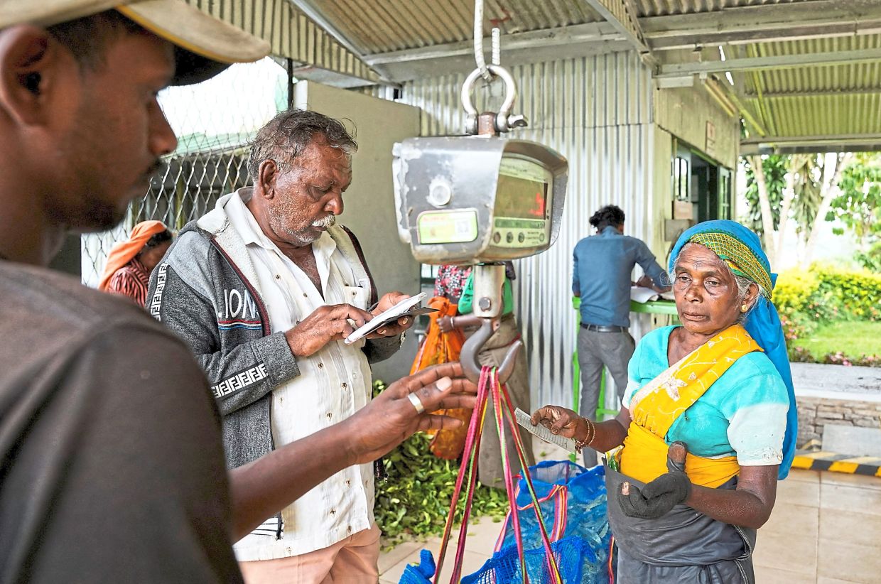 Workers weigh a sack filled with freshly plucked tea leaves at a collection centre.