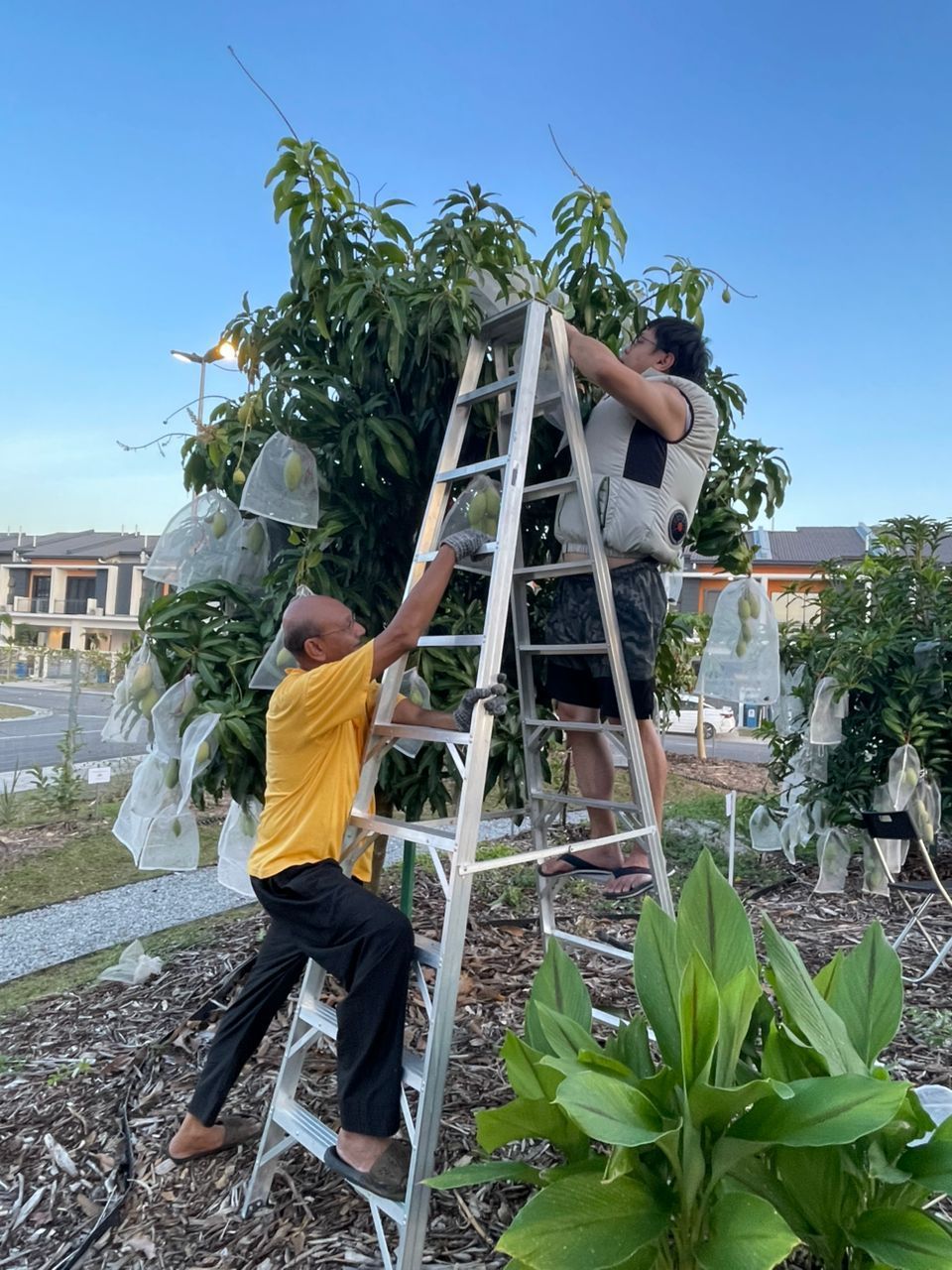 Neighbours working together to cultivate fresh harvestsand sustainable habits at the community tropical farm.