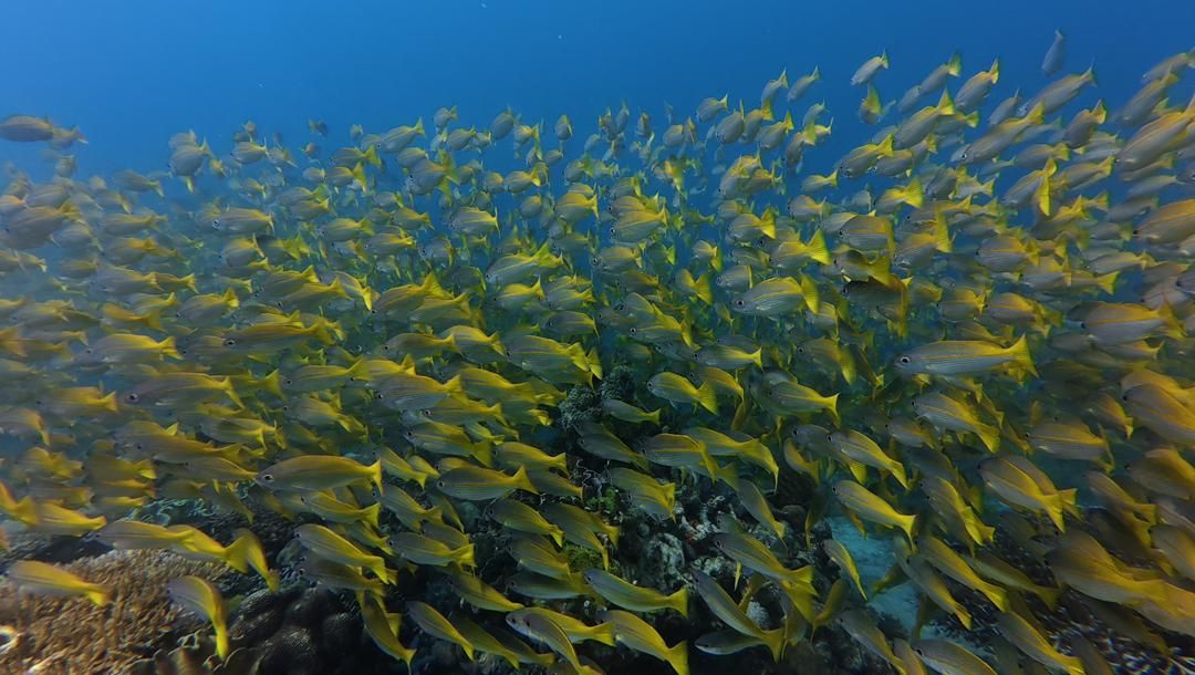 Focus on ocean conservation - (Pix courtesy of Reef Check Malaysia)