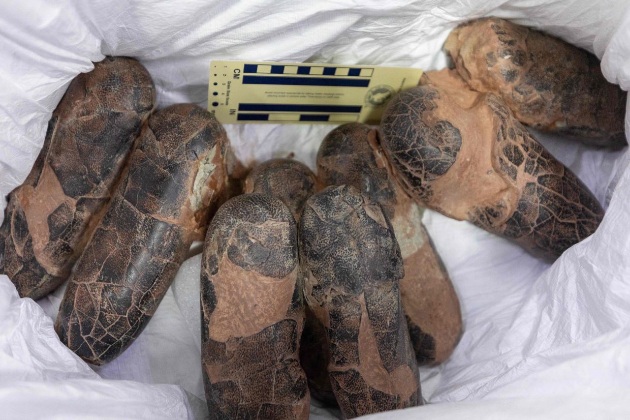 Dinosaur fossils are seen on display during a handover ceremony in Ulaanbaatar on June 11, 2026. - AFP