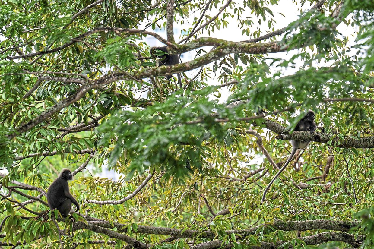 Dusky langurs resting in a tree before crossing an artificial canopy bridge called 'Numi's Crossing' along Lembah Permai Road in Tanjung Bungah, Penang.
